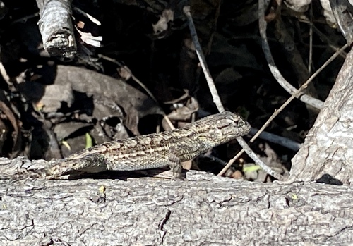 iNaturalist observation photo of Western Fence Lizard