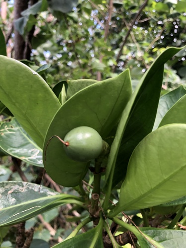 Fagraea berteroana