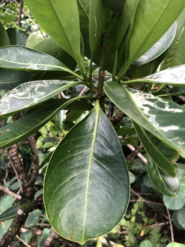 Fagraea berteroana