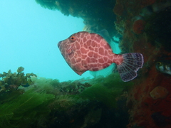 Gunn's Leatherjacket photo 4