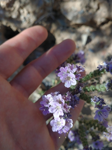 Mangas Spring phacelia (Phacelia bombycina)