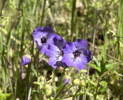 iNaturalist observation photo of Fiesta Flower