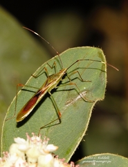 Stenocoris apicalis