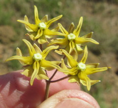 Asclepias aurea
