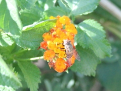 Copestylum haagii