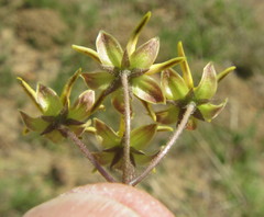 Asclepias aurea