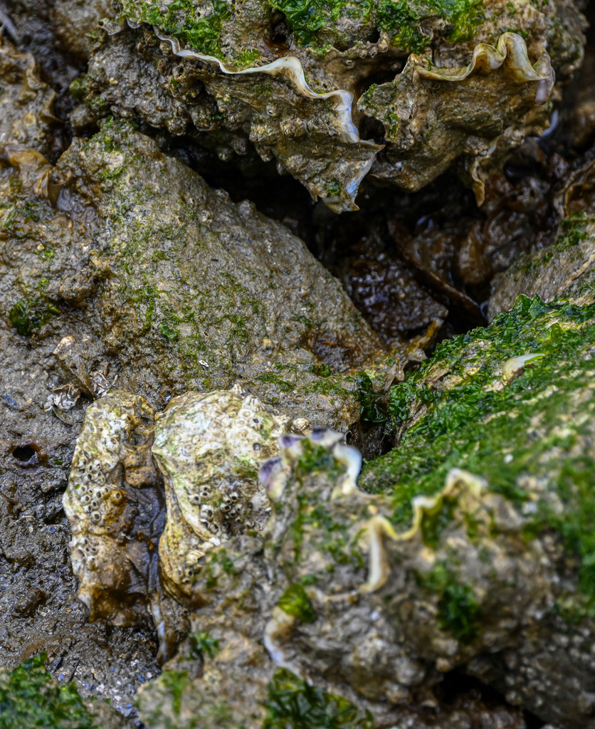 Pacific Oyster from Granville Island, Vancouver, BC, Canada on April 04