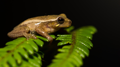 San Agustin Treefrog photo 2
