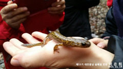 Onychodactylus koreanus