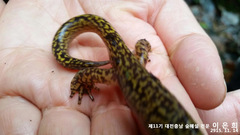 Onychodactylus koreanus