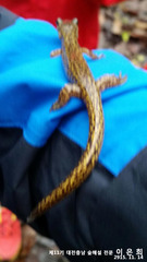 Onychodactylus koreanus