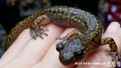 Onychodactylus koreanus