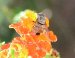 Copestylum haagii