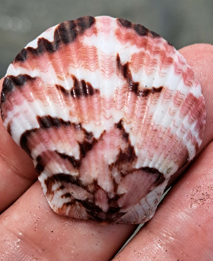Catarina scallop