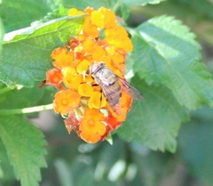 Copestylum haagii
