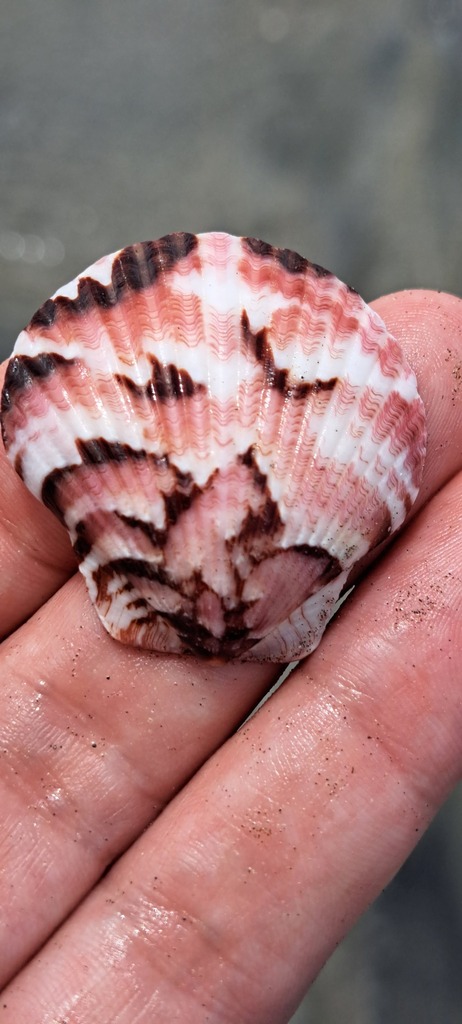 Photo of a Pacific Calico Scallop