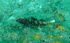 Lizard Triplefin photo 2