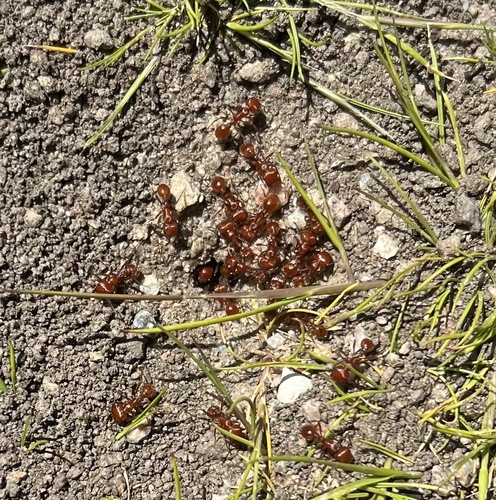 iNaturalist observation photo of Typical American Harvester Ants