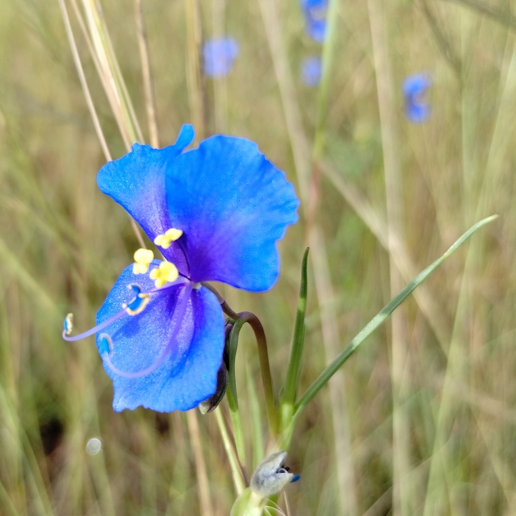 Commelina agrostophylla (Commelina agrostophylla)