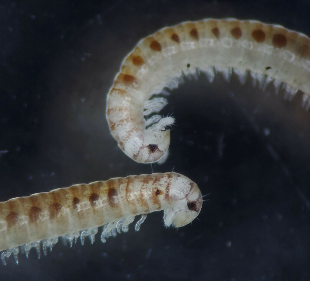 Okeanobates americanus