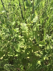 Scrophularia lanceolata