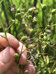 Scrophularia lanceolata