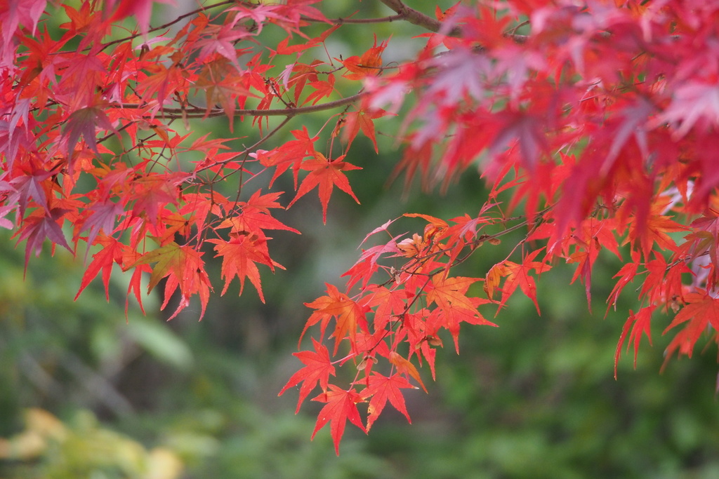 Phong Nhật (Acer palmatum)