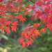Acer Ser. Palmata - Photo (c) harum.koh, some rights reserved (CC BY-SA), uploaded by harum.koh
