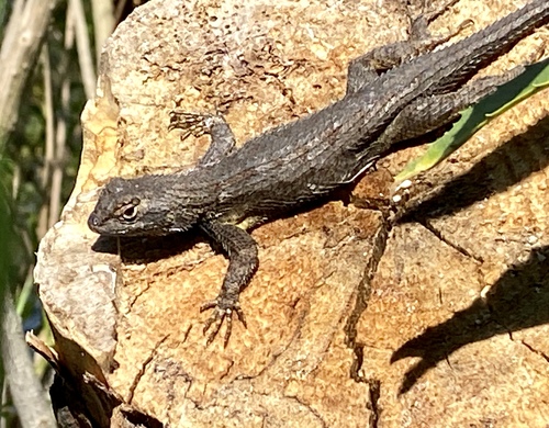 iNaturalist observation photo of Western Fence Lizard