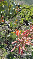 Psittacanthus auriculatus