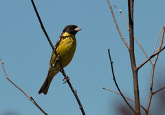 Emberiza aureola