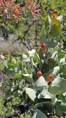 Psittacanthus auriculatus