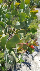 Psittacanthus auriculatus