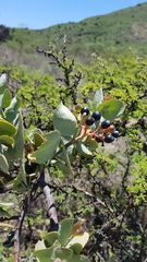 Psittacanthus auriculatus