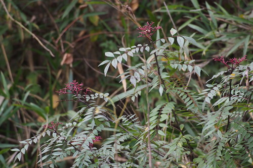 Zanthoxylum schinifolium iNat (2)