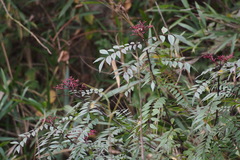 Zanthoxylum schinifolium
