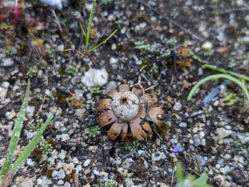 Geastrum