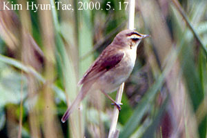 Acrocephalus bistrigiceps
