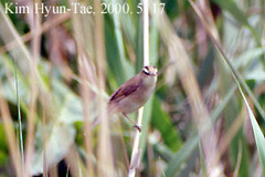 Acrocephalus bistrigiceps