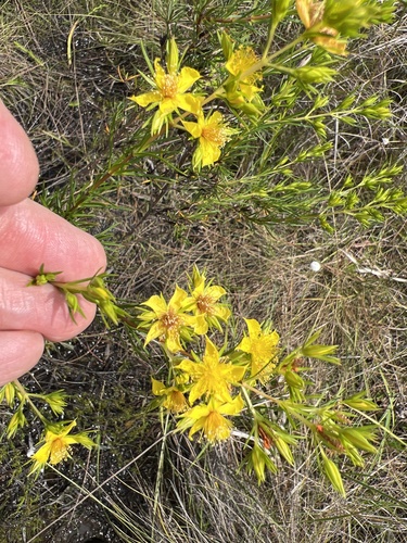 Florida Sands St. Johnswort (Hypericum exile)