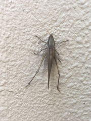 Neoconocephalus