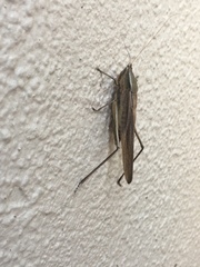 Neoconocephalus