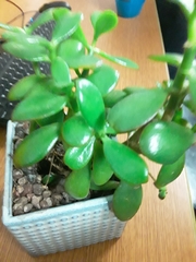 Crassulaceae