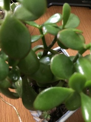 Crassula ovata