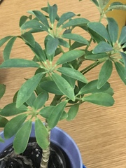 Heptapleurum arboricola