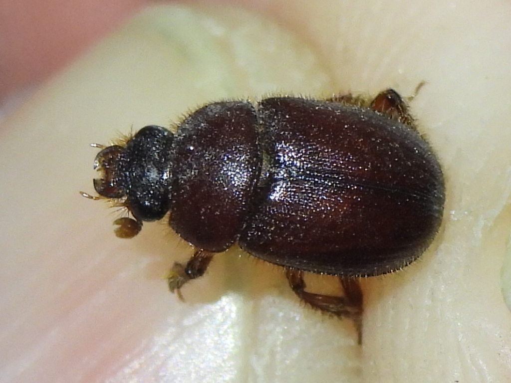 Parochodaeus pectoralis
