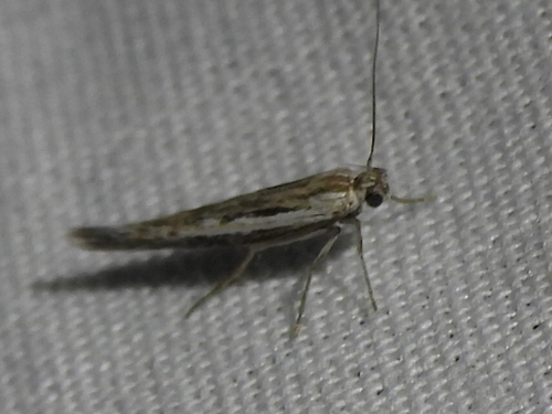 Neoscythris fissirostris photo 5