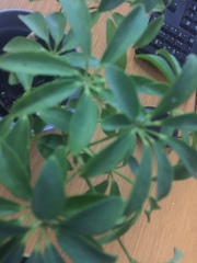Heptapleurum arboricola