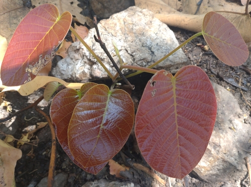Pentacme siamensis