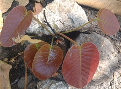 Pentacme siamensis, photograph Utain Pummarin, CC BY, iNaturalist via GBIF